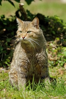 Wildcat