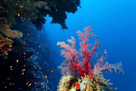 Klunzinger's soft coral