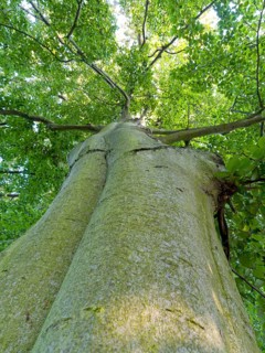 Common beech