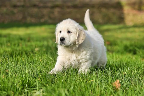 Golden Retriever