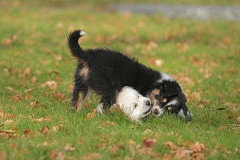 Golden Retriever and Australian Shepherd