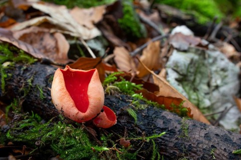 Scarlet elf cup