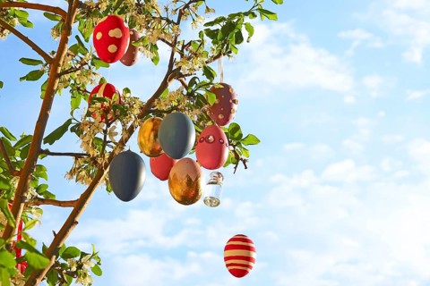 Easter eggs on a blossoming mirabelle plum tree
