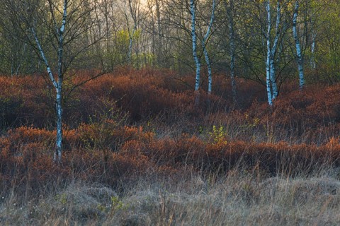 Warty birch