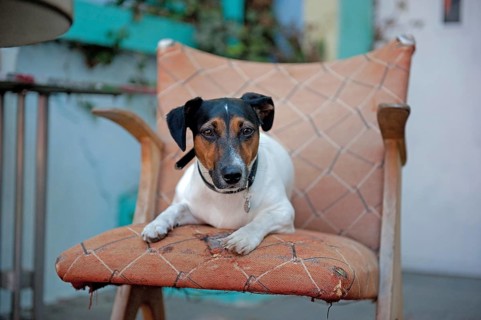 Jack Russell terrier lies on battered armchair