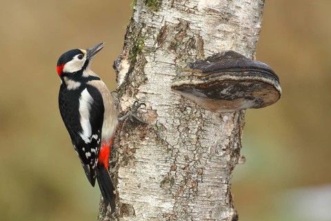 Great spotted woodpecker