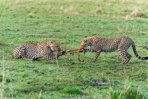 Male and female cheetah
