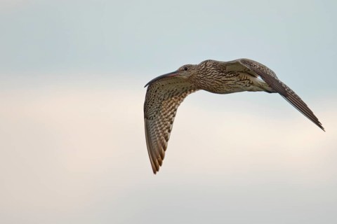Curlew