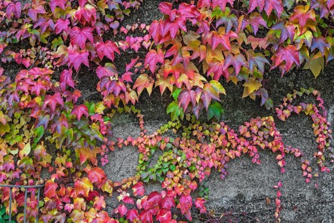 Boston ivy