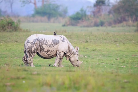 Indian rhino