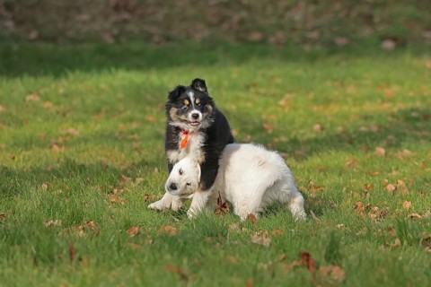 Golden Retriever and Australian Shepherd