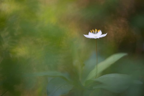 Chickweed wintergreen