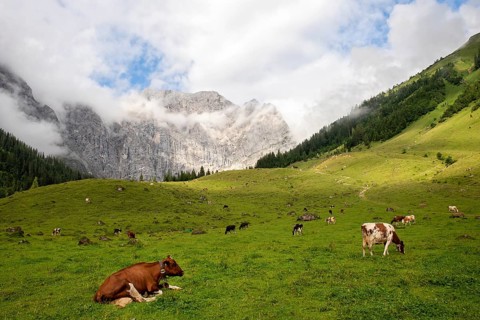 Cows on pasture