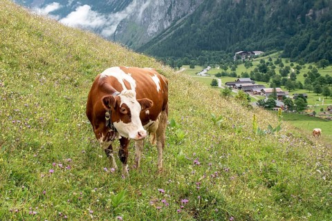 Cow on flowering alpine meadow