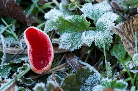 Scarlet elf cup