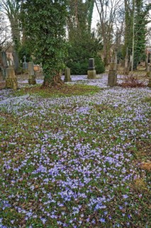 South cemetery and crocuses