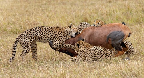 Four male cheetahs