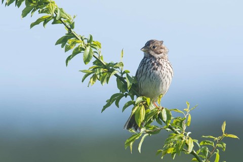 Corn bunting