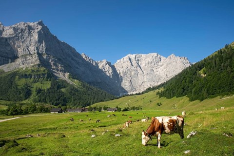 Cows on the pasture