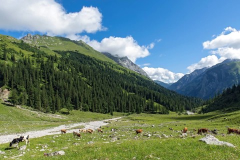 Cows in the Enger Grund mountain pasture area