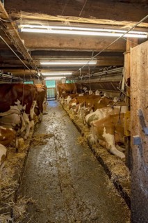 Cows in the stable of an alpine hut