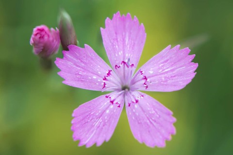 Maiden pinks