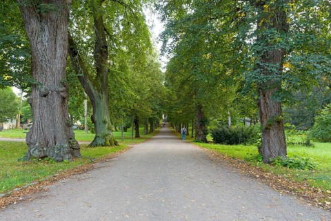 Large old avenue trees in the park on the Ilm