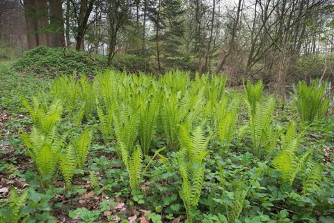 Ostrich fern