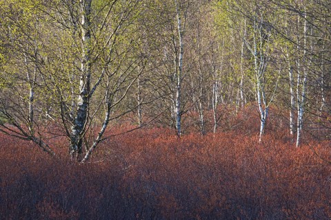 Warty birch