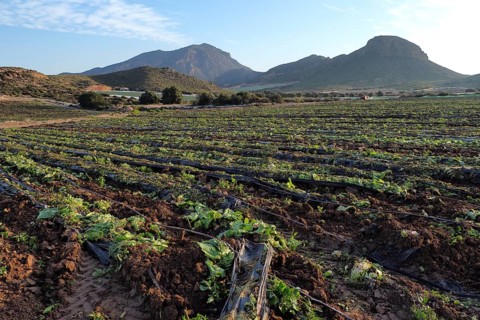 Harvested rows of lettuce field with plastic tarpaulins