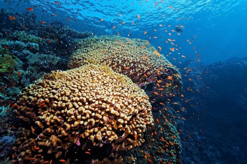 Coral reef with dome coral