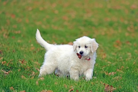Golden Retriever