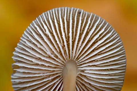 Mushroom