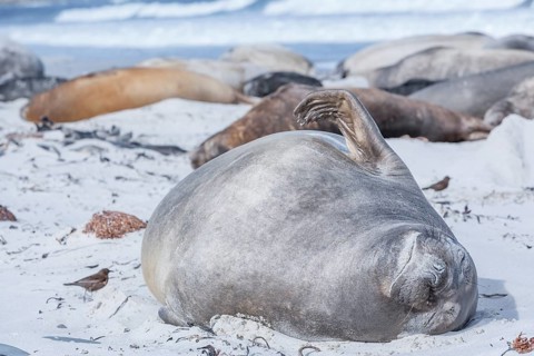 Southern Elephant Seal