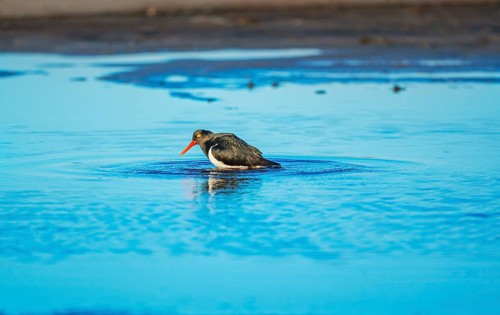 Magellanic oystercatcher