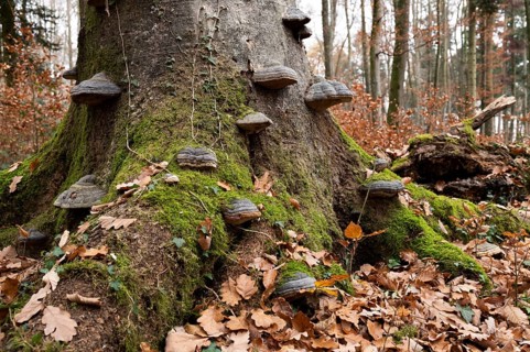 Tinder fungus