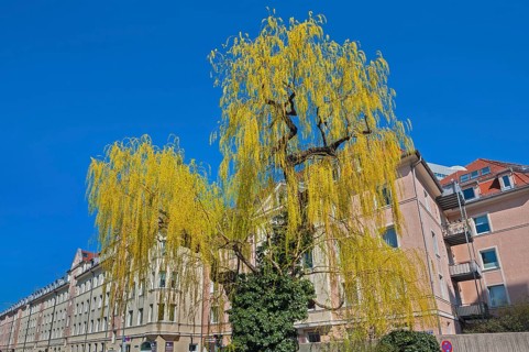 Weeping willow