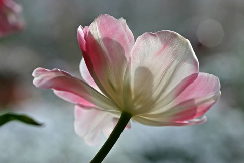 White-pink blossomed tulip