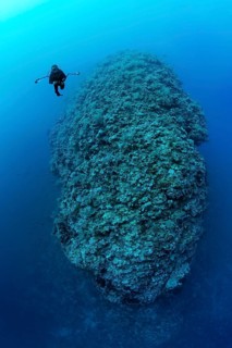 Diver