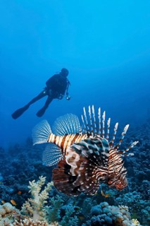 Diver