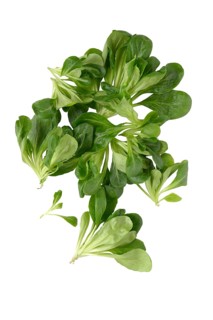 Lamb's lettuce