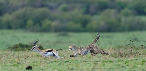 Cheetah