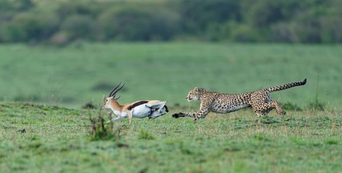 Cheetah