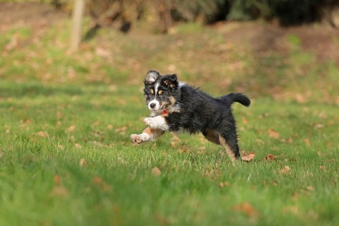 Australian Shepherd
