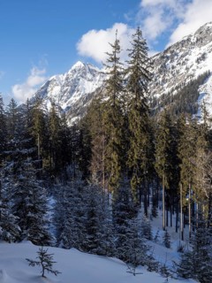 Winter landscape