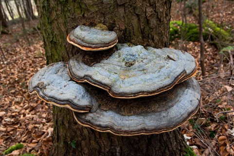 Red banded polypore