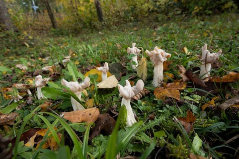 White saddle