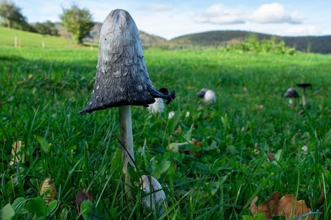 Shaggy ink cap