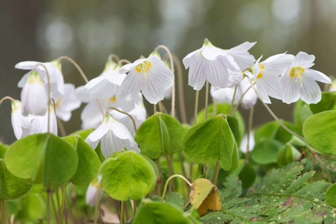 Common wood sorrel