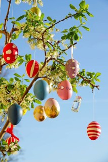 Easter eggs on a blossoming mirabelle plum tree